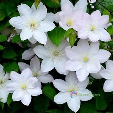 100 Seeds White Clematis