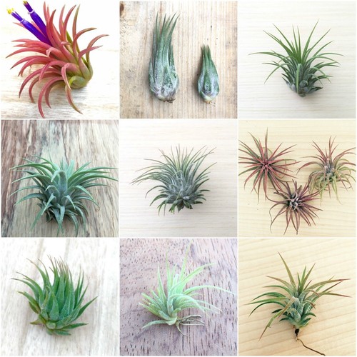 Air plant mix different - plant, 5