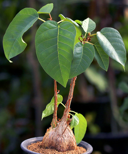 Ficus palmeri rare caudex - palmeri,
