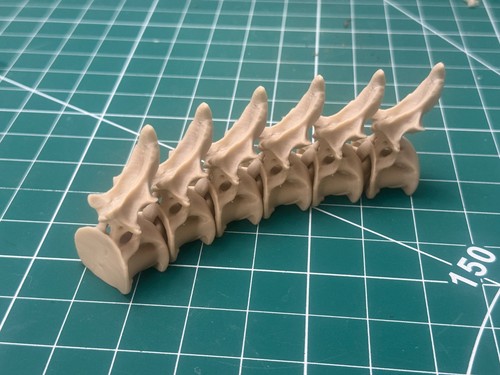 Sauropod spine fidget 6 - sauropod, (6