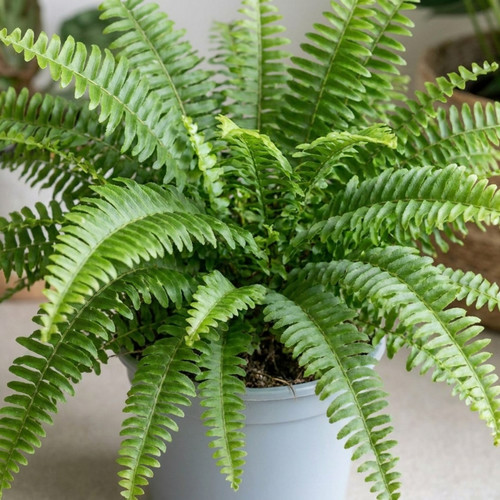 Boston fern nephrolepis - fern, (nephrolepis