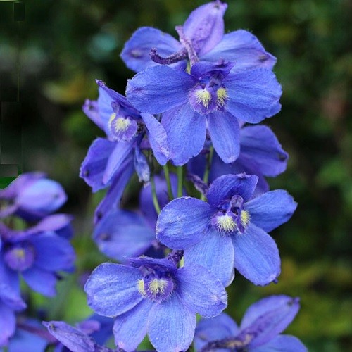 Delphinium belladonna - delphinium,