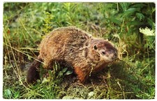 1960s US Wildlife Postcard Ground Hog Day Woodchuck Groundhog Posted April 1964