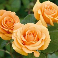 ROSE Simply The Best -