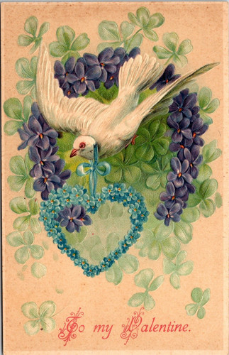 Valentine white dove - to,
