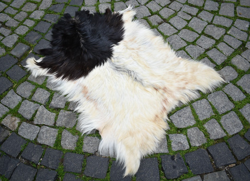 Angora goat leather - goat,