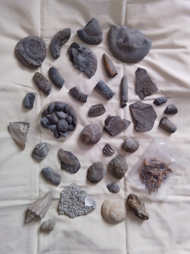 Job lot various fossils and - job,