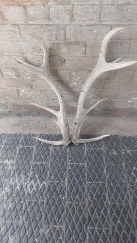 Large pair red deer antlers - deer,