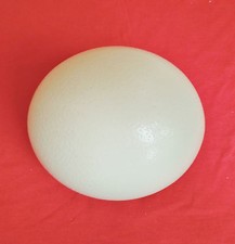 Blown Ostrich egg UK seller