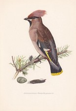 1954 bohemian waxwing bird - 1954,