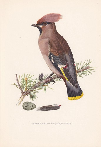 1954 bohemian waxwing bird - 1954,