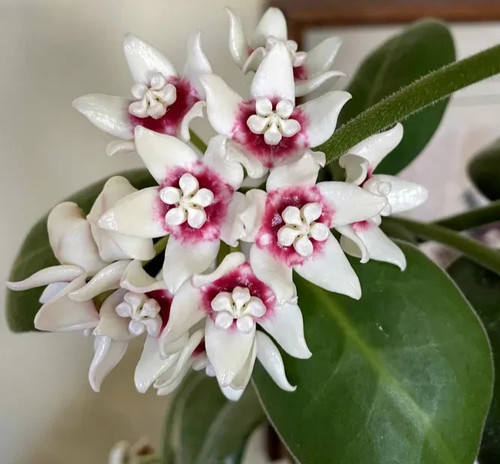 Hoya stargazer indoor - stargazer,