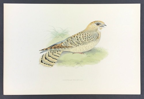 Bird print egyptian nightjar - egyptian,