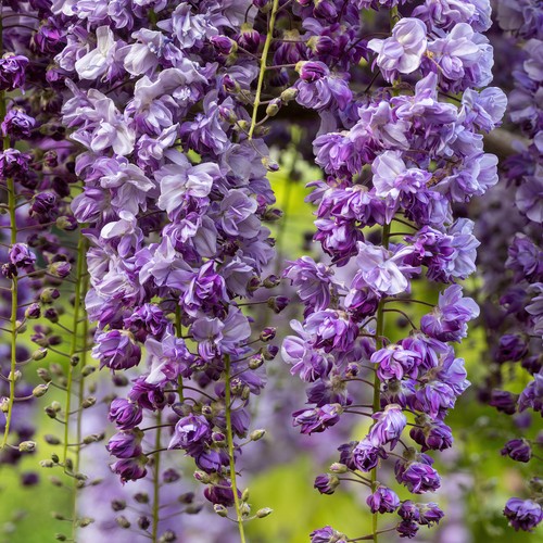 Wisteria violacea plena - wisteria, 'violacea