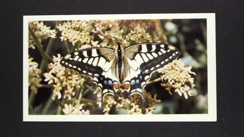 Grandee cigar card - x,