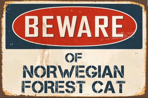 Beware norwegian forest - norwegian,