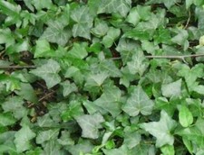 Pack x6 Hedera (Trailing Ivy) Helix Green / Common Ivy Perennial Plug Plants