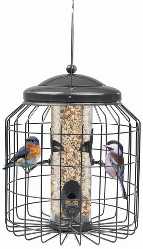 Crystals squirrel proof - crystals,