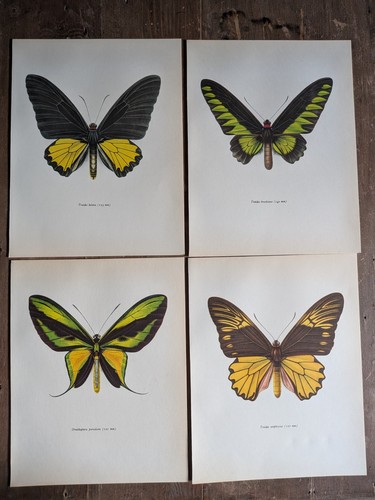 Vintage 1960s butterfly - vintage,