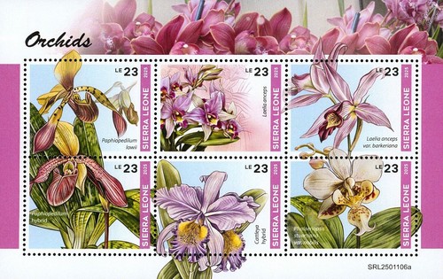 Orchids orchid wild - orchid,