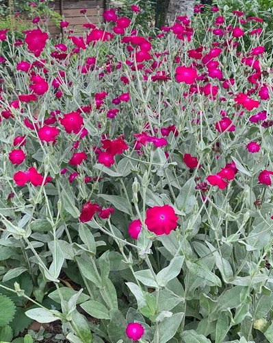 Rose campion lychnis - rose, (lychnis