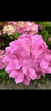 Triple the blooms potted - blooms!, 3