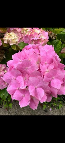 Triple the blooms potted - the, 3