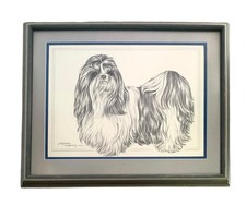 Dog Drawing Shitzu Drawing By