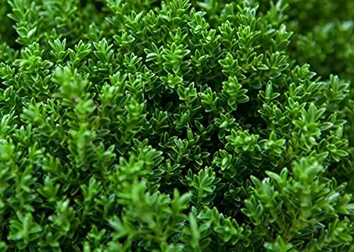 Hebe green globe plants - [x4],