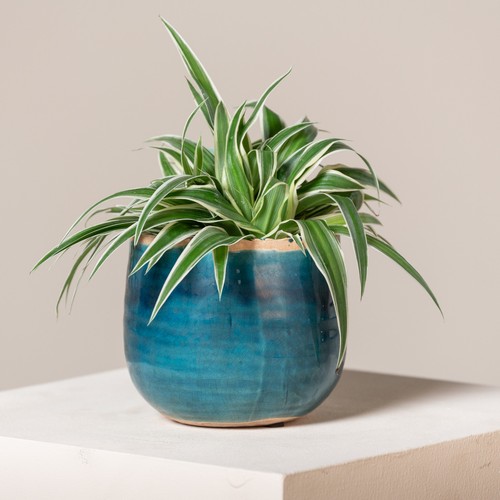 Spider plant chlorophytum - spider,