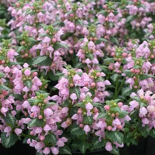 Lamium shell pink - shell, dead