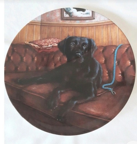 Vintage labrador danbury - vintage,