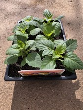 Dahlia Mixed - Garden Ready