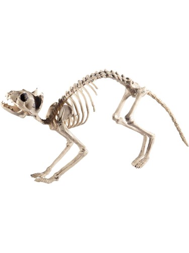 Cat skeleton prop - cat,