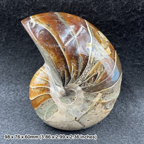Fossil nautilus ammonite