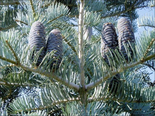 Abies concolor colorado white - concolor/colorado,