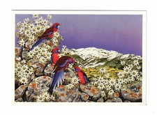 Postcard 1991 - P100 Rosellas