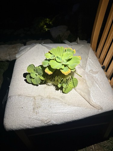 Large water lettuce live - 3x,