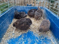 🐤tummy hatters eggs🟣 9 ❎Black/Blackish Quternix Eggs ❇️3 extra❇️FreeShipping ✅