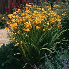 10 Crocosmia George Davison Yellow Summer Flowering Bulbs Garden Perennial Corms