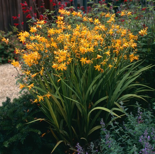 Crocosmia george davison - 10,