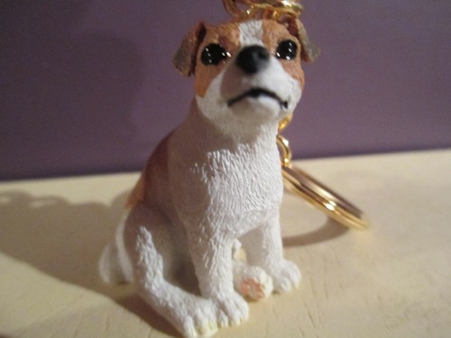 Jack russell brown white - jack,