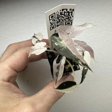 Alocasia Bambino Pink