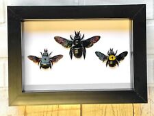 Carpenter Bee Collection Xylocopa caerulea latipes confusa Deep Box Frame Insect