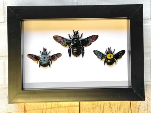 Carpenter bee collection - bee,