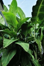 Canna tuerckheimii 1plant