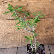 D4746 EUPHORBIA MILII