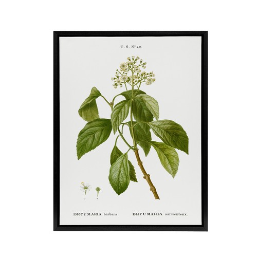 Climbing hydrangea flowers - hydrangea,