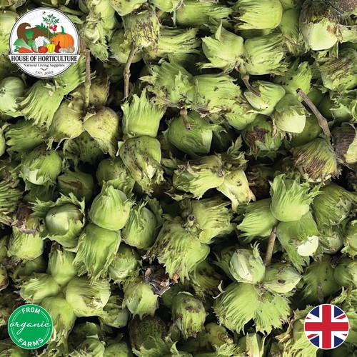 Fresh british cobnuts 5kg - cobnuts, 1.5kg