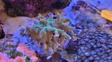 WYSIWYG Hirsuta Branching Montipora Marine Coral Colony SPS Easy collection SW19